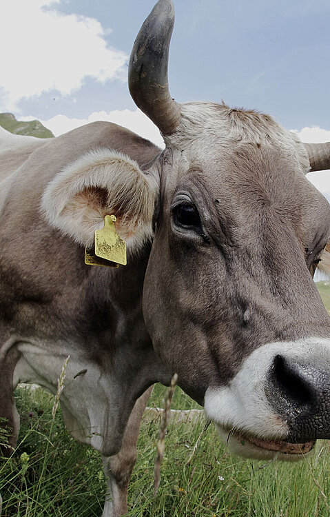 DynamicHeader DynamicHeader